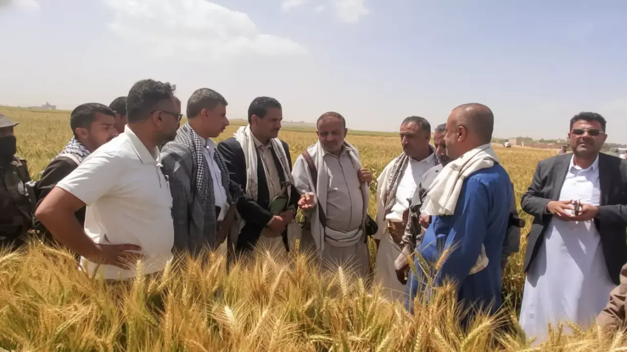 نجاح زراعة الزيتون بنسبة 100% في موسم واحد يغير معادلة الإنتاج لدى المزارعين اليمنيين